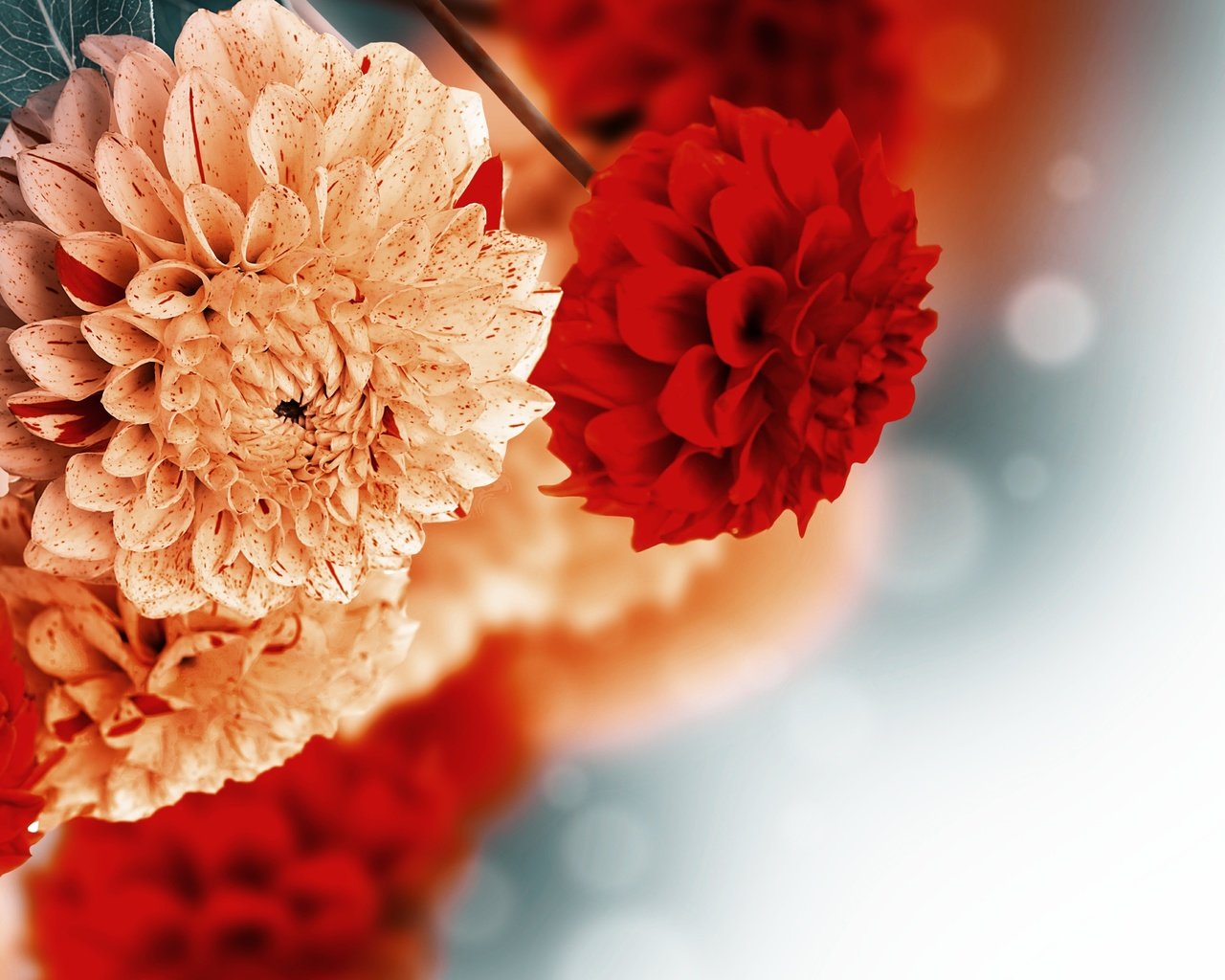 Обои цветы, фон, георгины, flowers, background, dahlias разрешение 4500x2835 Загрузить
