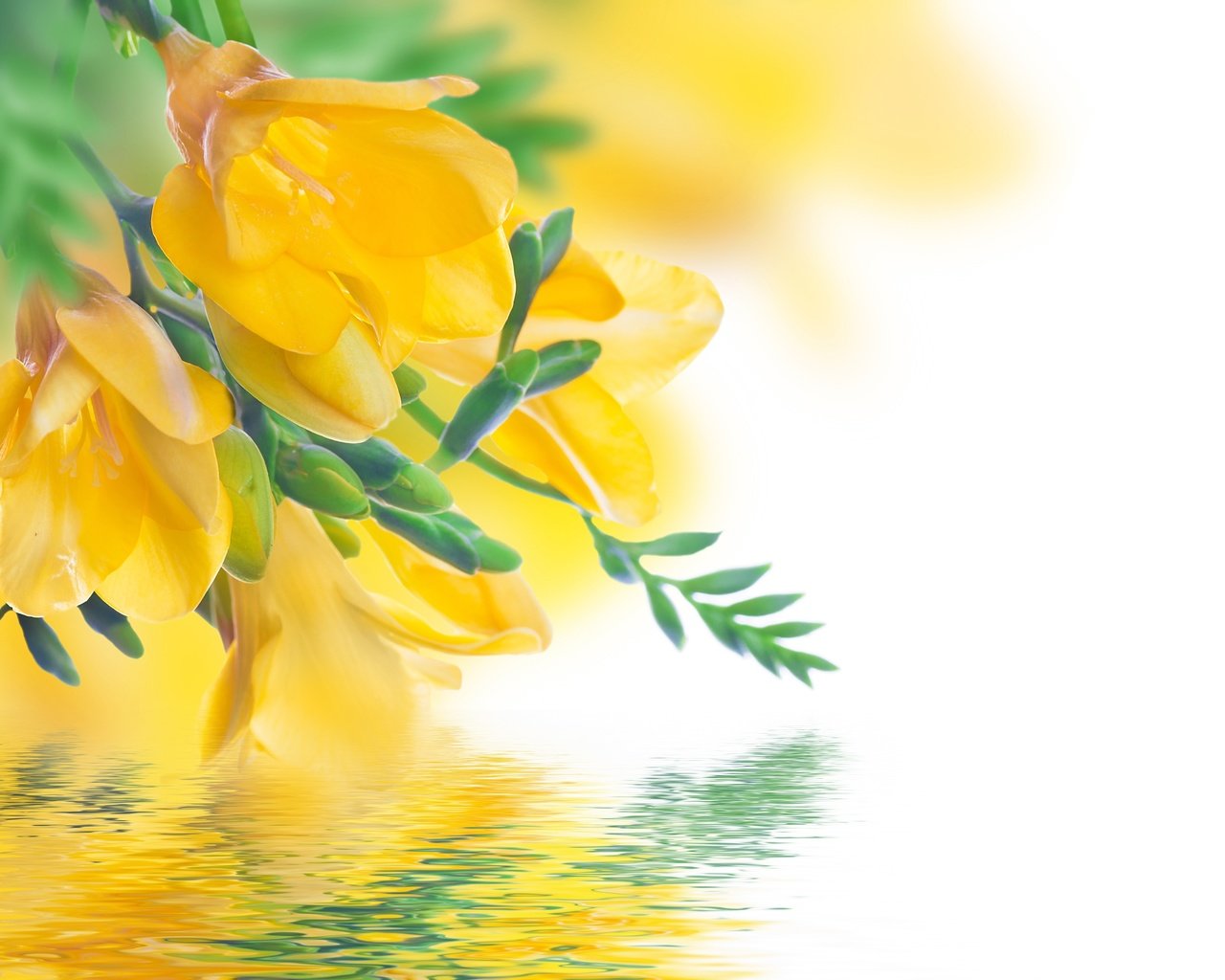 Обои цветы, отражение, желтые, фрезия, flowers, reflection, yellow, freesia разрешение 4000x3003 Загрузить