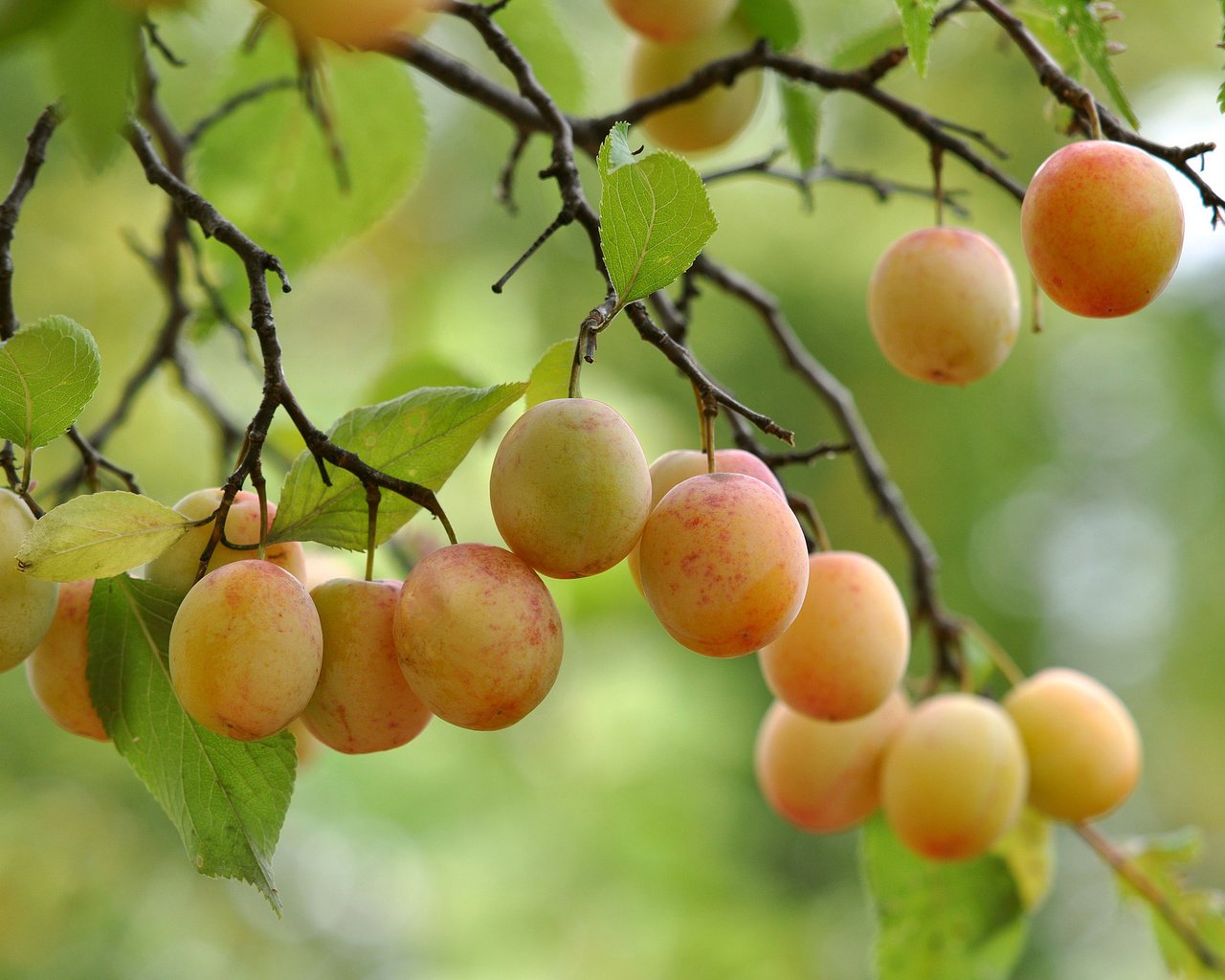 Обои дерево, листья, ветки, плоды, tree, leaves, branches, fruit разрешение 2048x1360 Загрузить