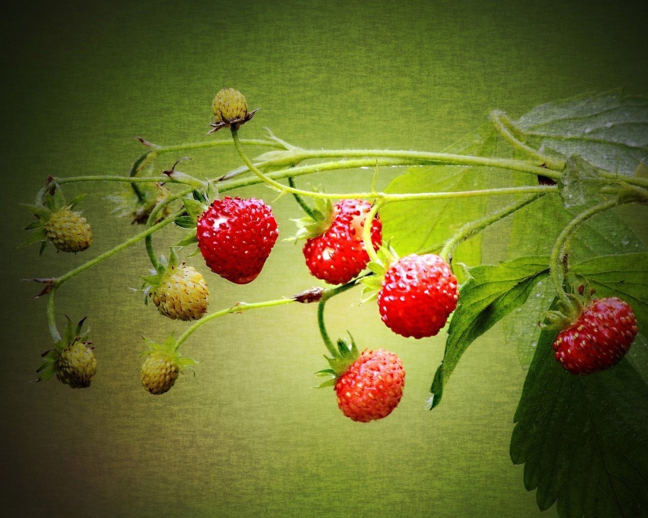 Обои ягода, клубника, земляника, berry, strawberry, strawberries разрешение 1920x1200 Загрузить