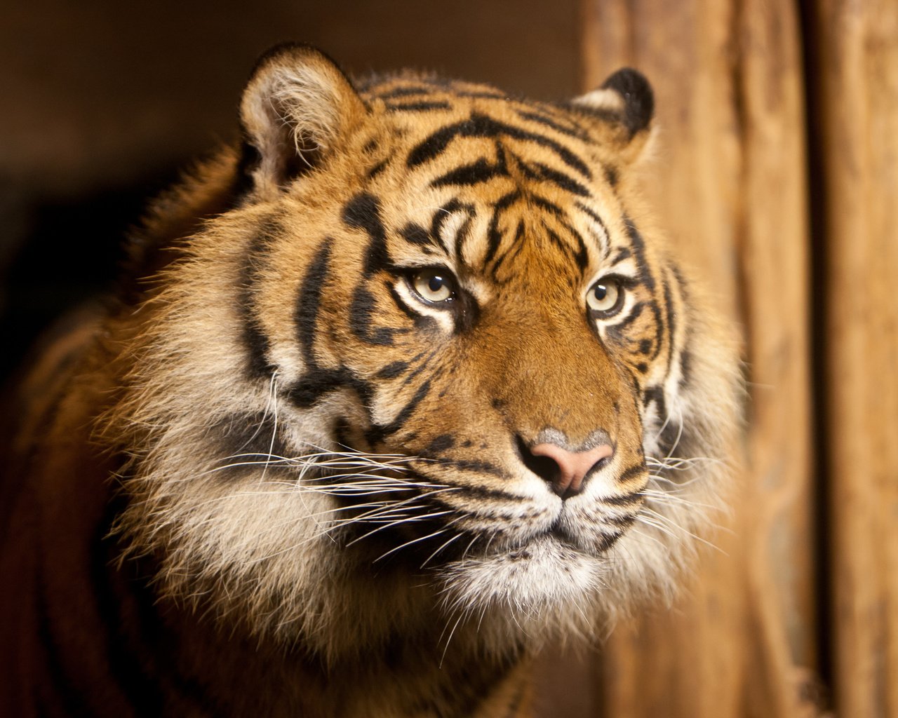 Обои тигр, морда, взгляд, хищник, tiger, face, look, predator разрешение 3888x2592 Загрузить