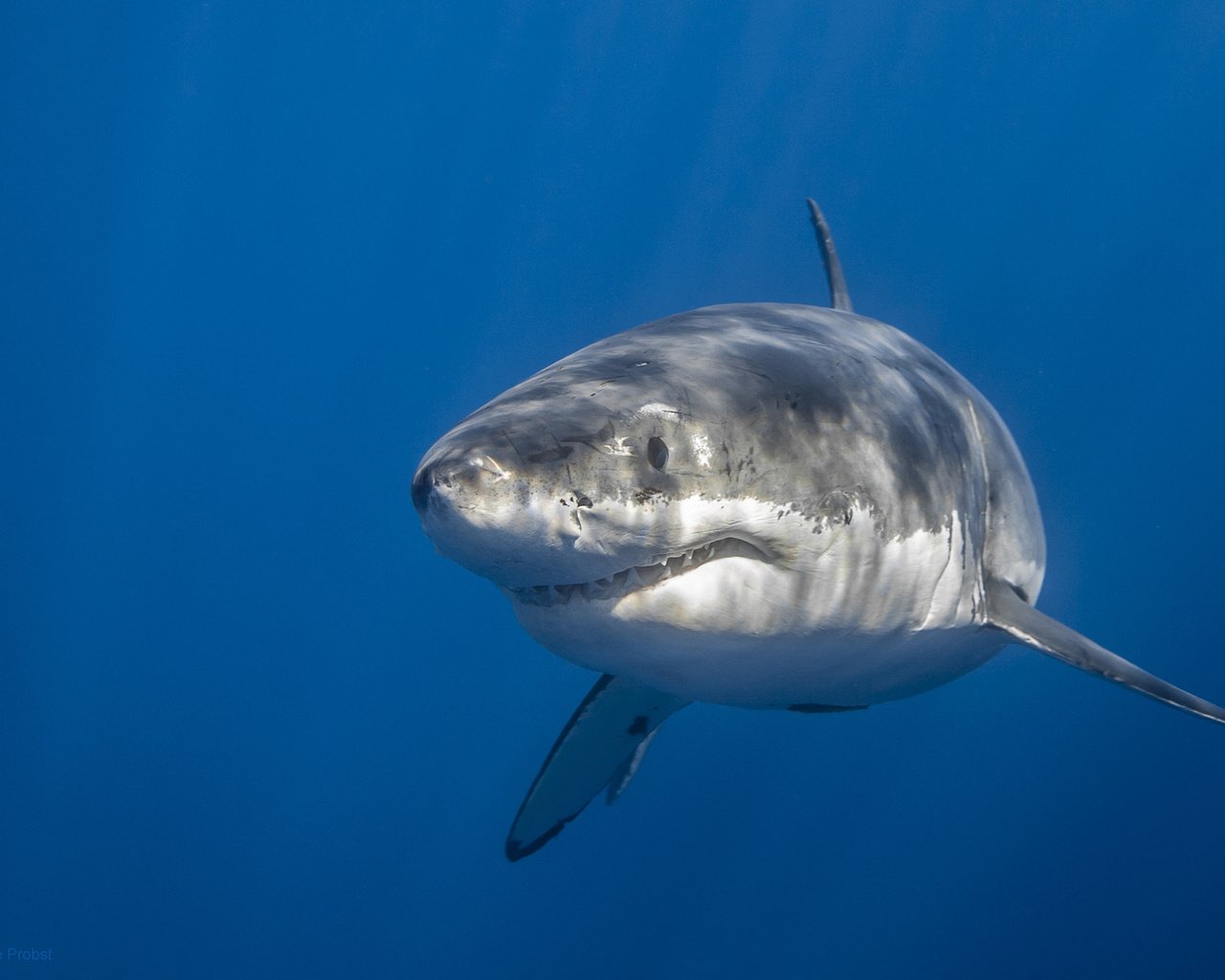 Обои море, акула, подводный мир, sea, shark, underwater world разрешение 2048x1365 Загрузить