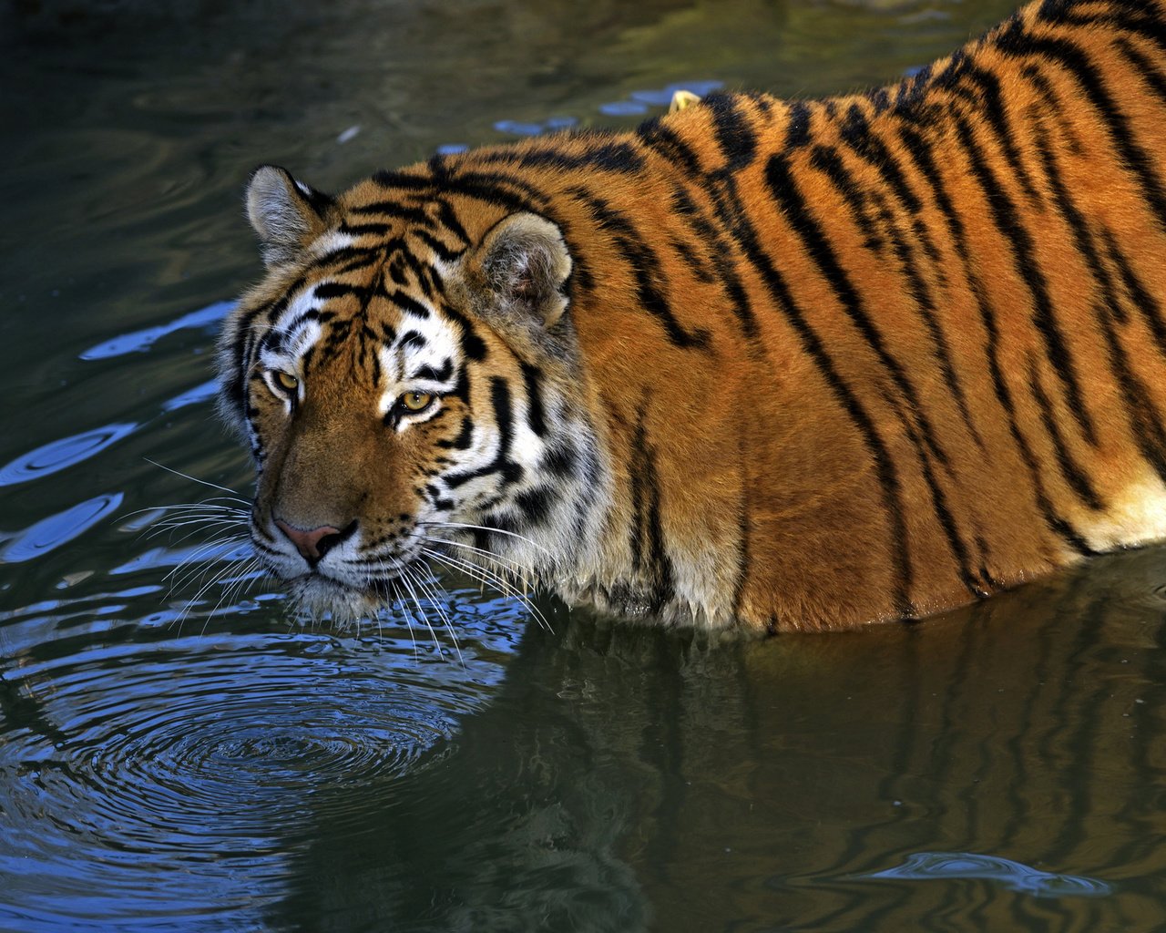 Обои тигр, водоем, хищник, амурский, tiger, pond, predator, amur разрешение 1920x1281 Загрузить