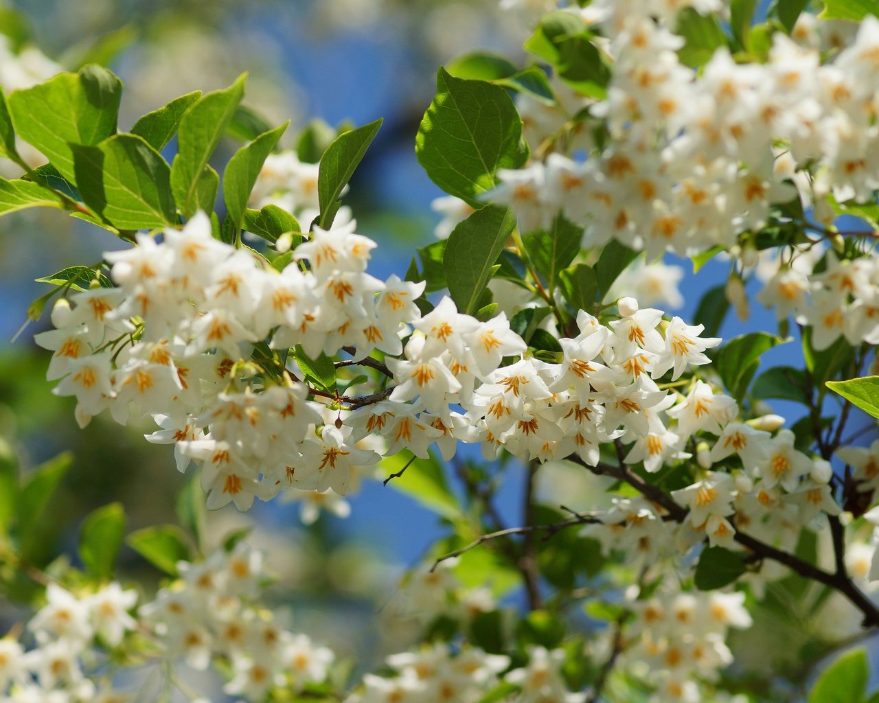 Обои природа, цветение, ветки, весна, nature, flowering, branches, spring разрешение 2048x1365 Загрузить