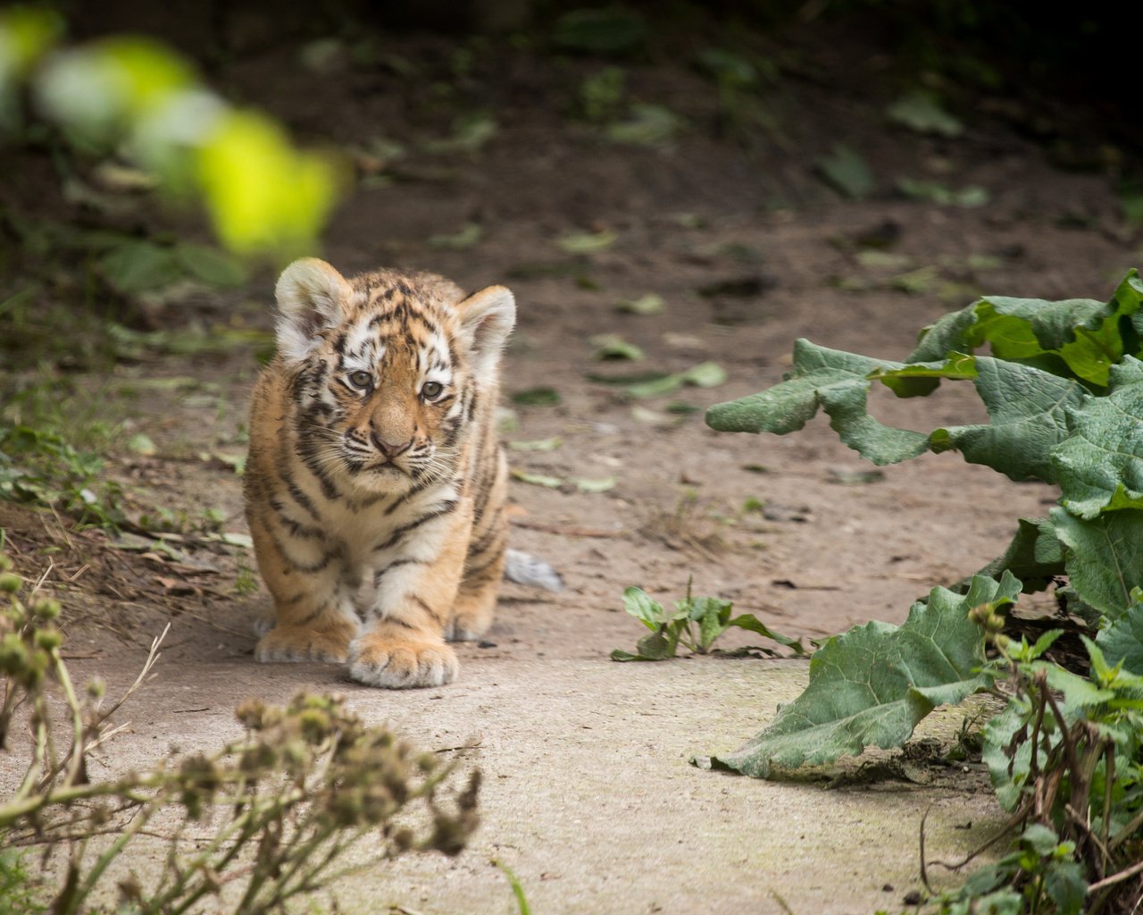 Обои тигр, тигренок, детеныш, амурский, tiger, cub, amur разрешение 4729x3153 Загрузить