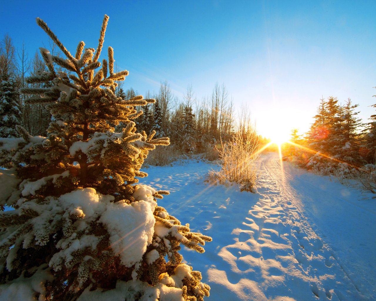 Обои деревья, закат, зима, пейзаж, trees, sunset, winter, landscape разрешение 5184x3456 Загрузить