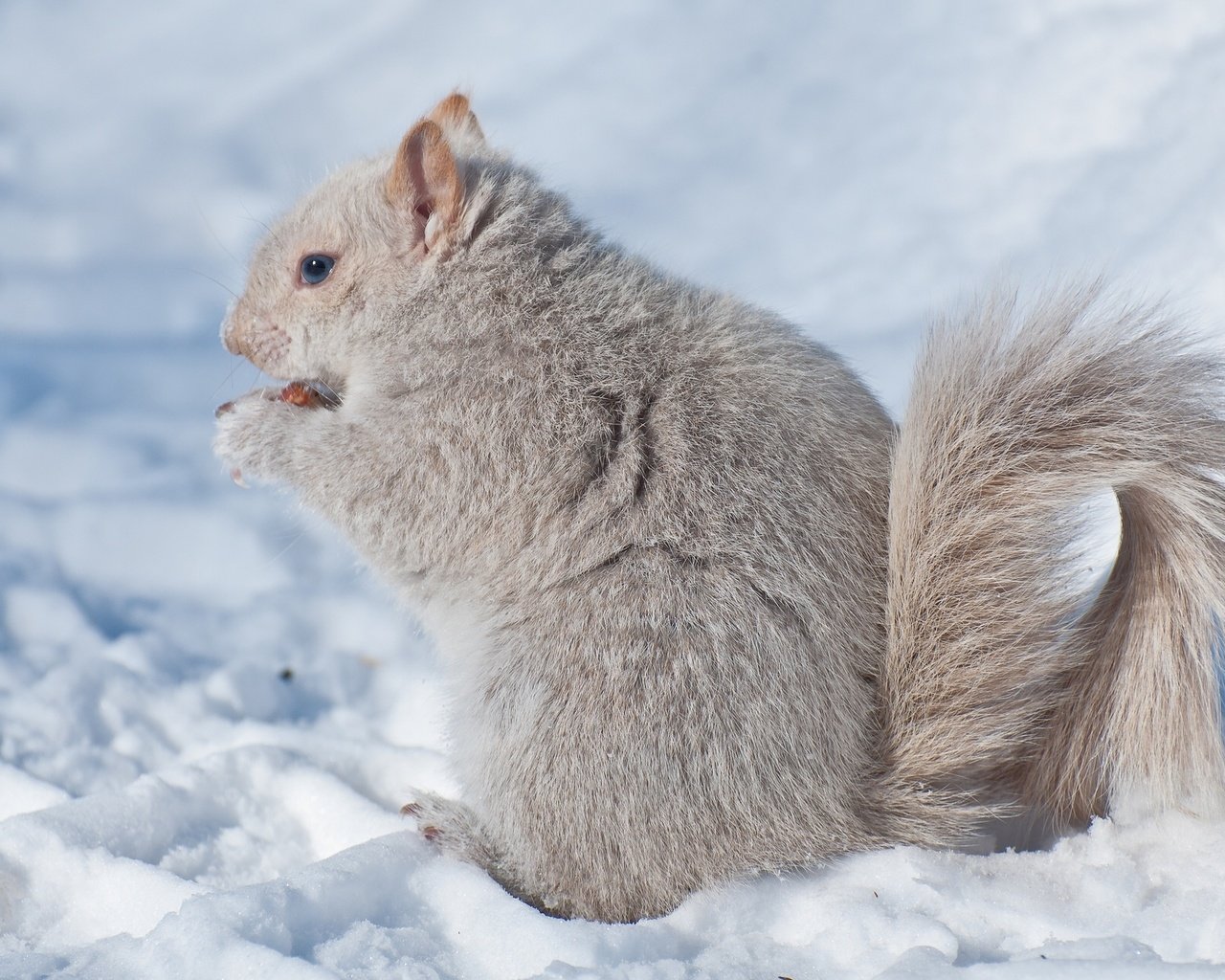 Обои снег, зима, белка, зверек, белочка, грызун, snow, winter, protein, animal, squirrel, rodent разрешение 2048x1280 Загрузить