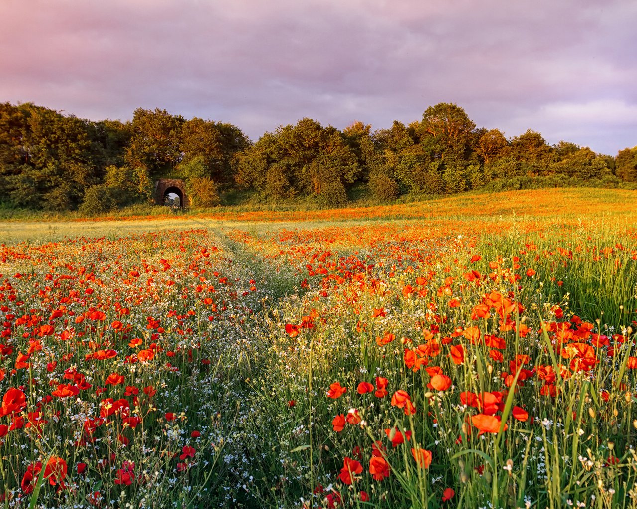 Обои небо, цветы, поле, лето, маки, the sky, flowers, field, summer, maki разрешение 3000x2000 Загрузить