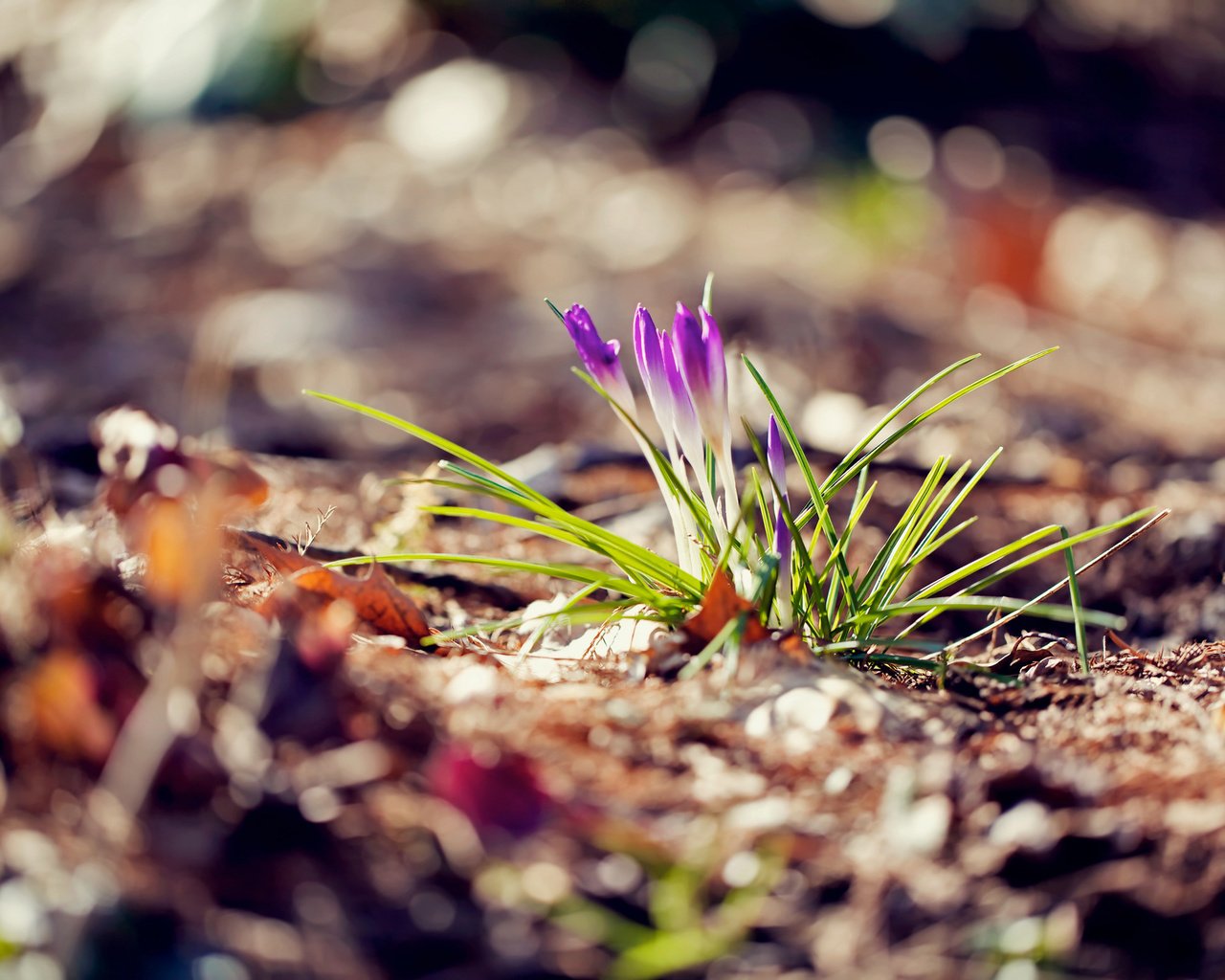 Обои цветы, макро, весна, крокусы, flowers, macro, spring, crocuses разрешение 2048x1365 Загрузить