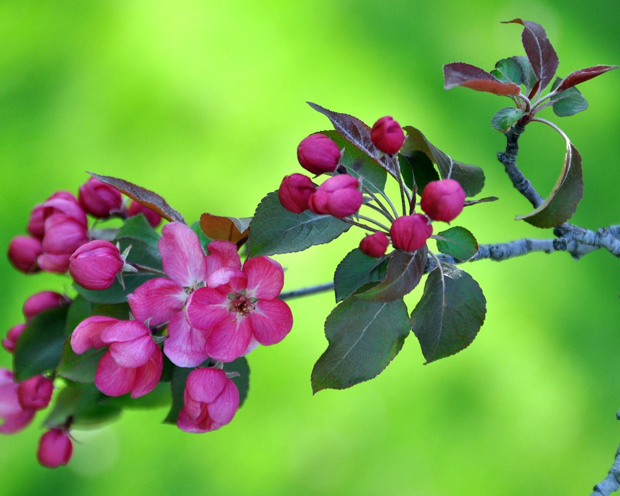 Обои цветы, ветка, цветение, сад, весна, яблоня, flowers, branch, flowering, garden, spring, apple разрешение 2560x1600 Загрузить