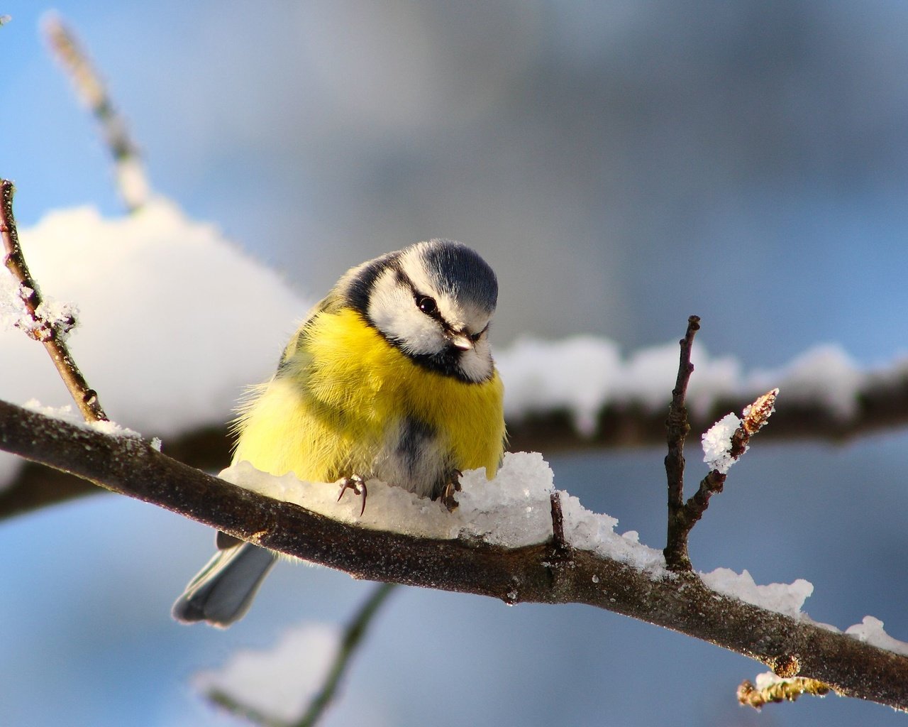 Обои снег, ветки, птицы, синица, snow, branches, birds, tit разрешение 2560x1600 Загрузить