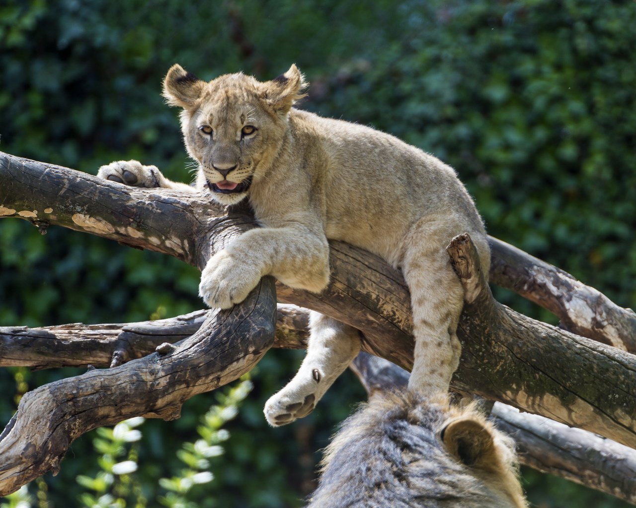 Обои дерево, лев, львёнок, tree, leo, lion разрешение 4258x2834 Загрузить