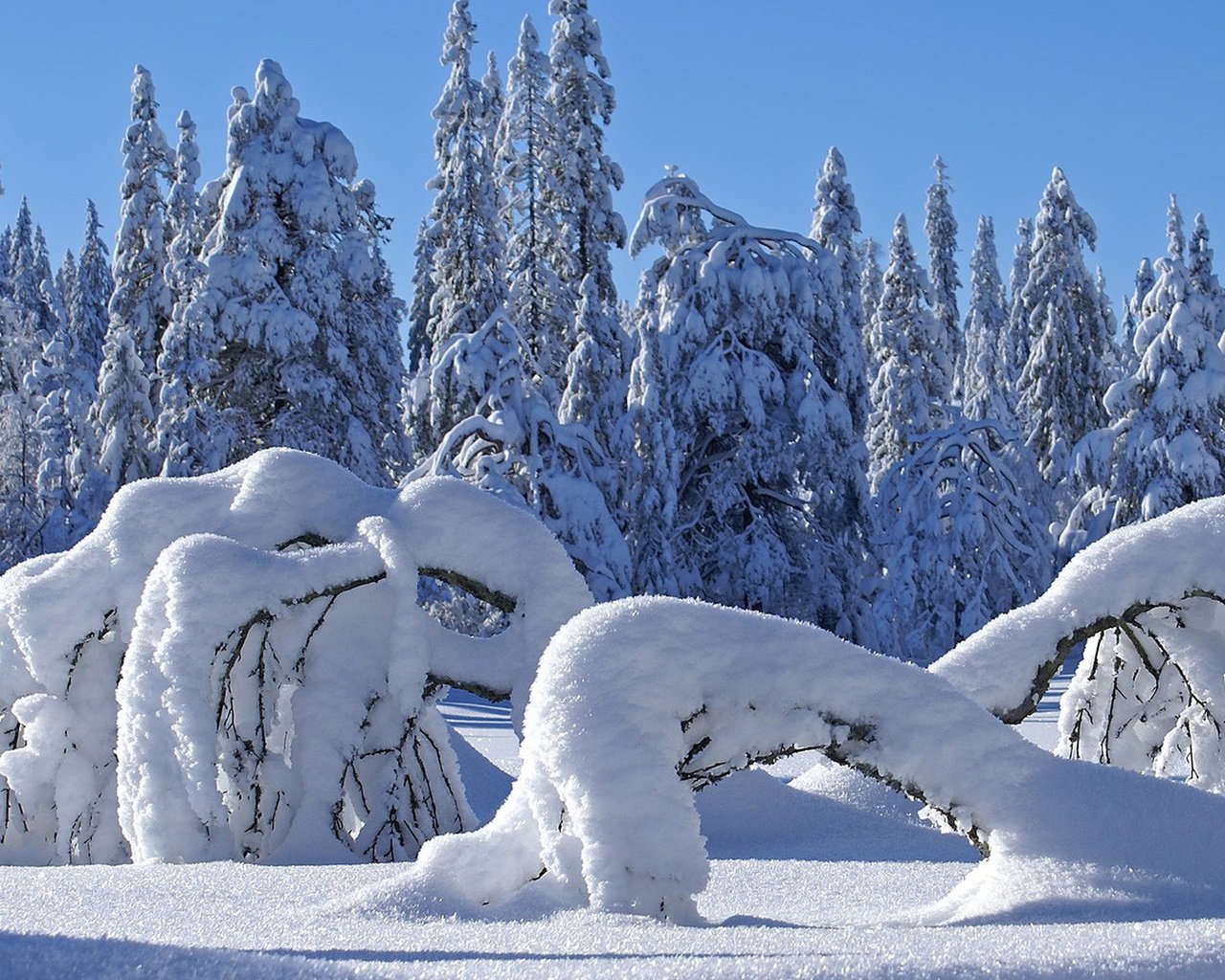 Обои снег, природа, лес, зима, сугробы, snow, nature, forest, winter, the snow разрешение 1920x1080 Загрузить