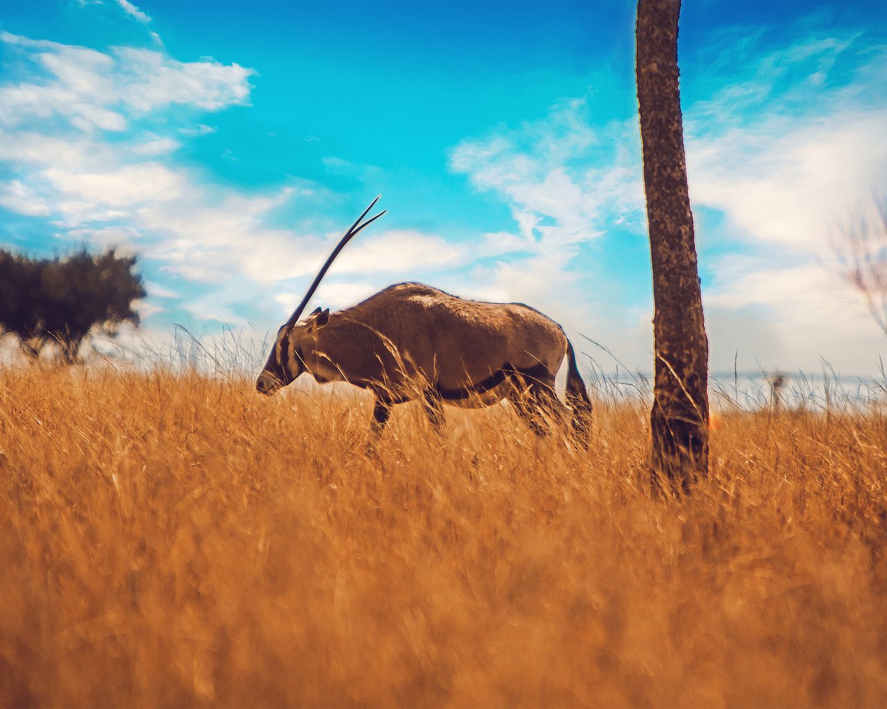 Обои небо, рога, антилопа, the sky, horns, antelope разрешение 2048x1366 Загрузить