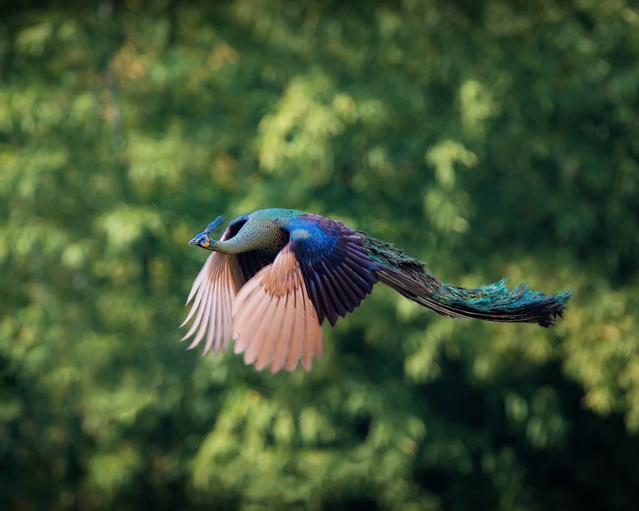 Обои природа, фон, полет, птицы, павлин, nature, background, flight, birds, peacock разрешение 2000x1319 Загрузить