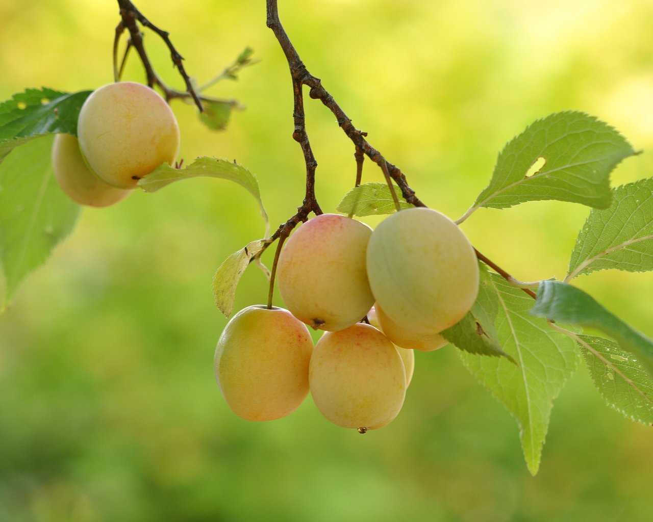 Обои ветка, дерево, листья, плоды, branch, tree, leaves, fruit разрешение 2048x1360 Загрузить