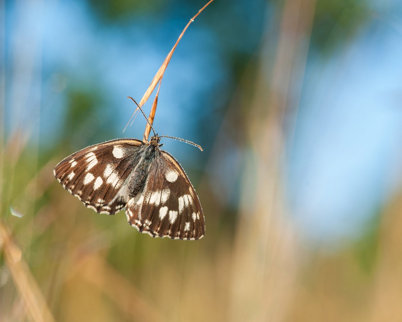 Обои природа, насекомое, бабочка, крылья, насекомые, размытость, nature, insect, butterfly, wings, insects, blur разрешение 2700x1797 Загрузить