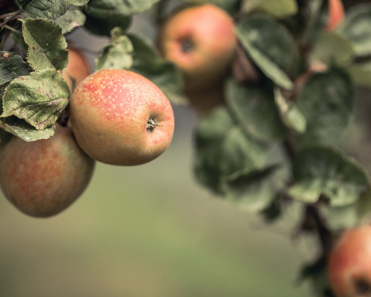 Обои природа, фрукты, яблоки, nature, fruit, apples разрешение 2048x1218 Загрузить