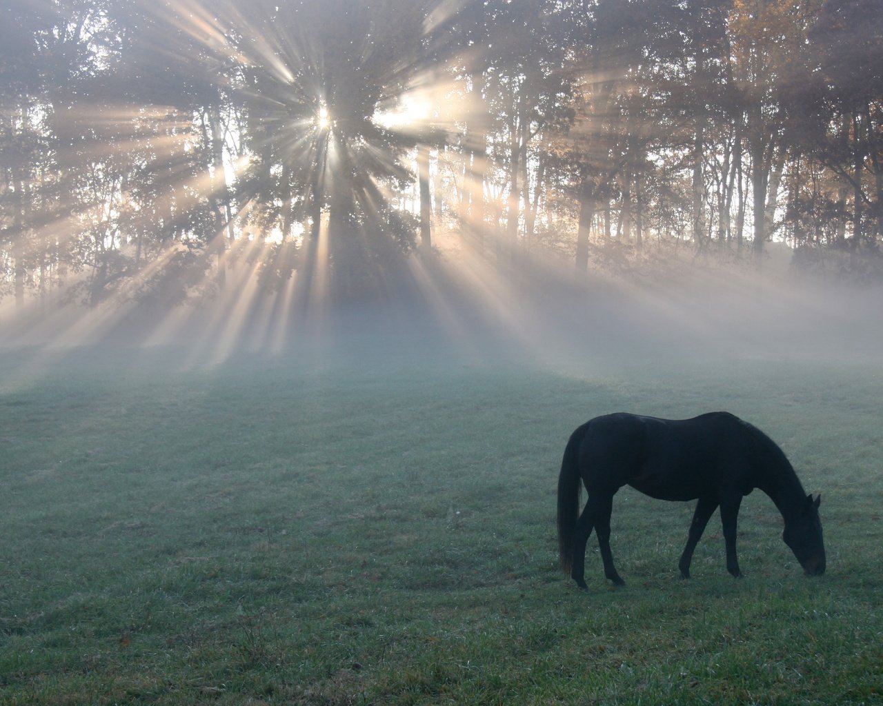 Обои лошадь, утро, поле, конь, солнечные лучи, легкие, horse, morning, field, the sun's rays, light разрешение 2560x1600 Загрузить