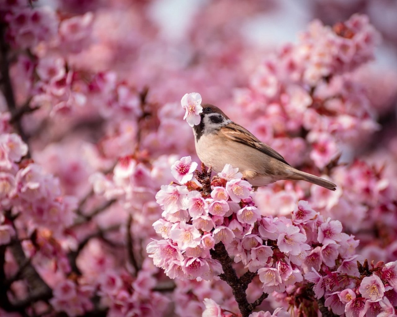 Обои птица, весна, воробей, вишня, птица.воробей, bird, spring, sparrow, cherry, bird.sparrow разрешение 1920x1200 Загрузить
