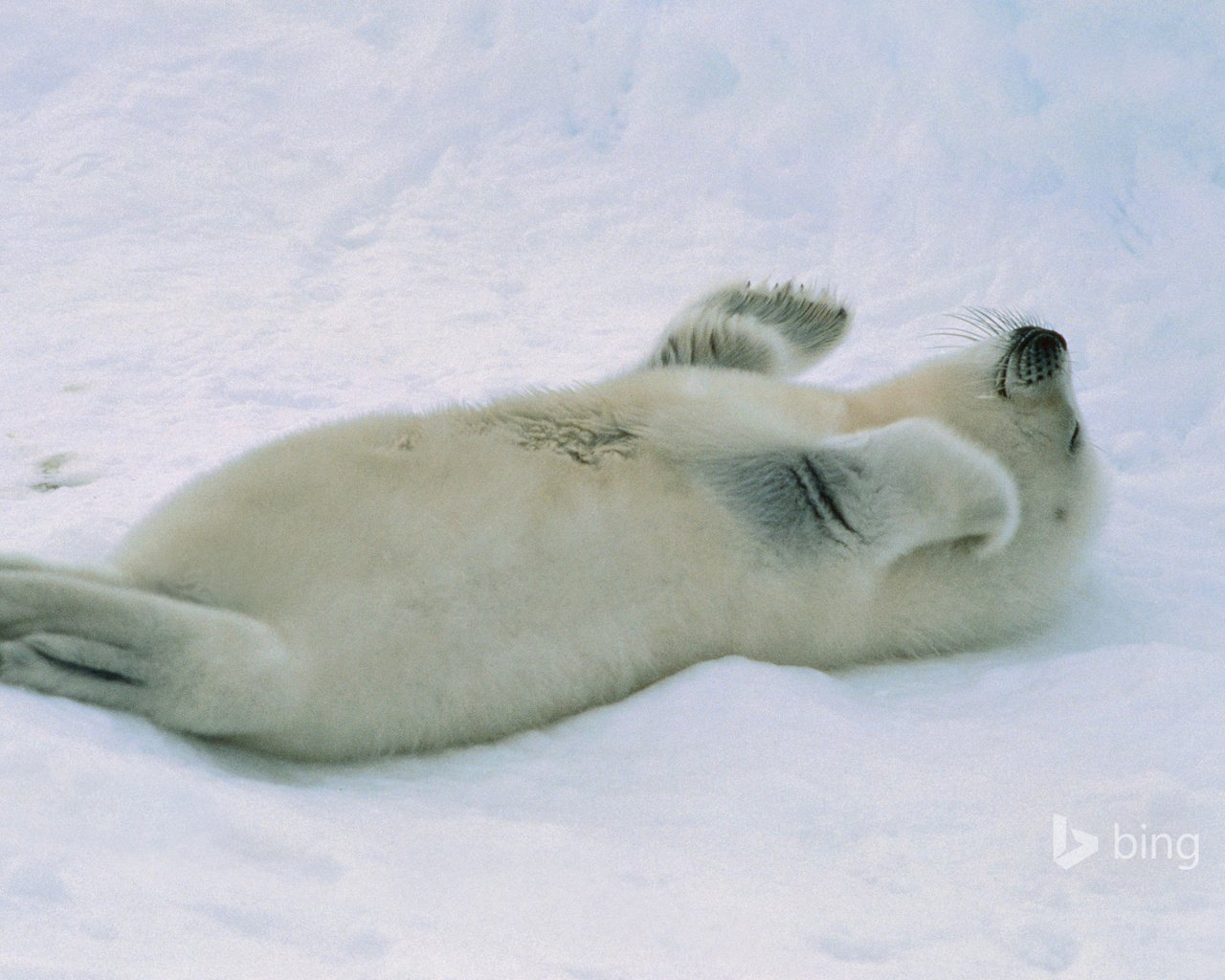 Обои снег, тюлень, детеныш, морской котик, белёк, snow, seal, cub, navy seal, belek разрешение 1920x1200 Загрузить