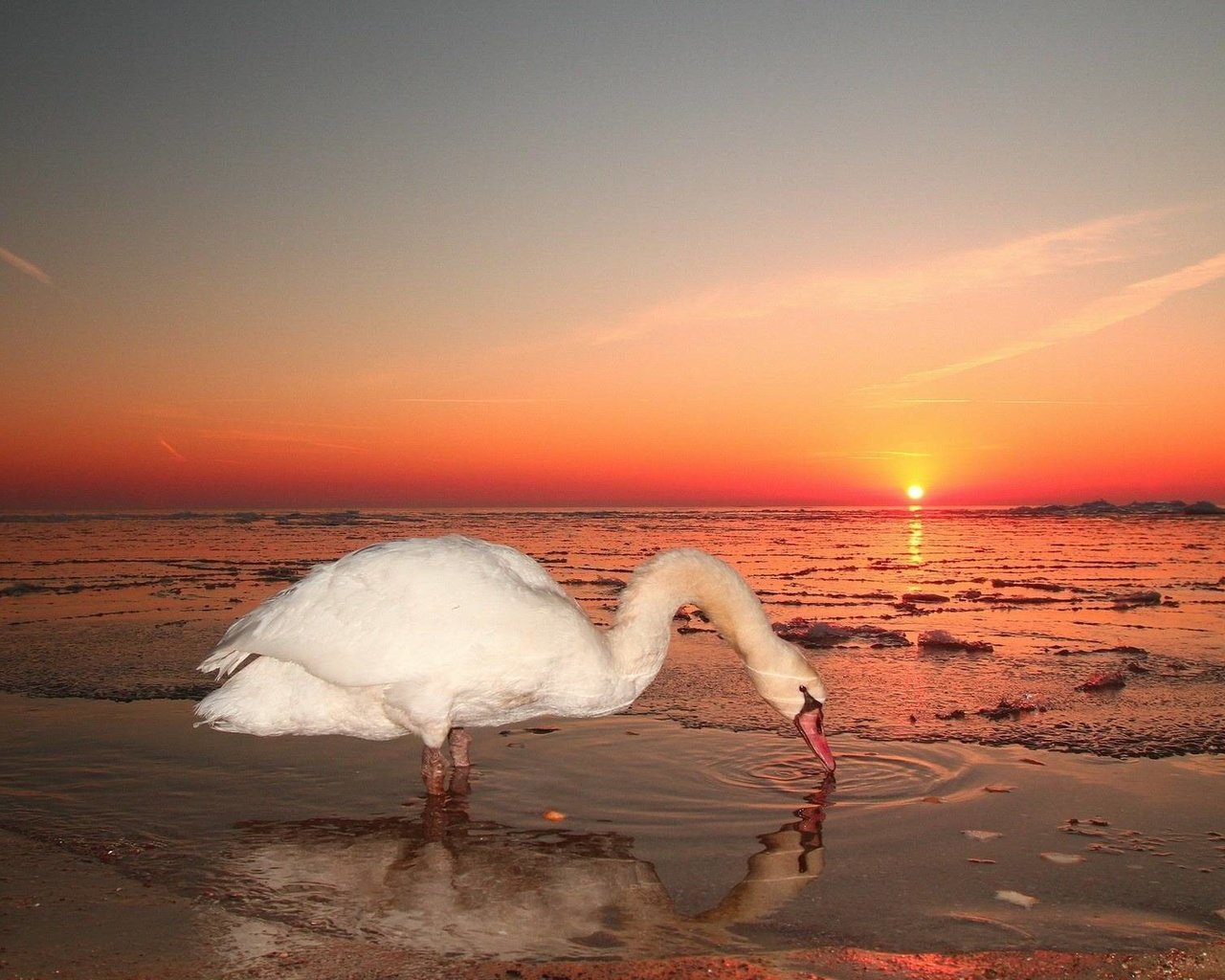 Обои закат, море, птица, лебедь, sunset, sea, bird, swan разрешение 1920x1200 Загрузить