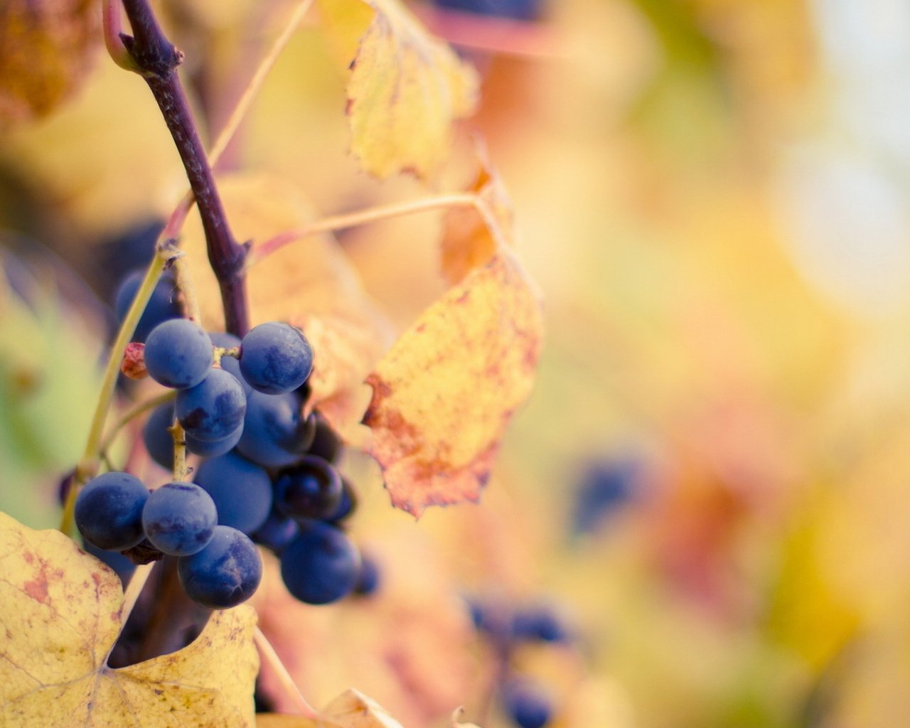 Обои листья, виноград, осень, leaves, grapes, autumn разрешение 1920x1080 Загрузить