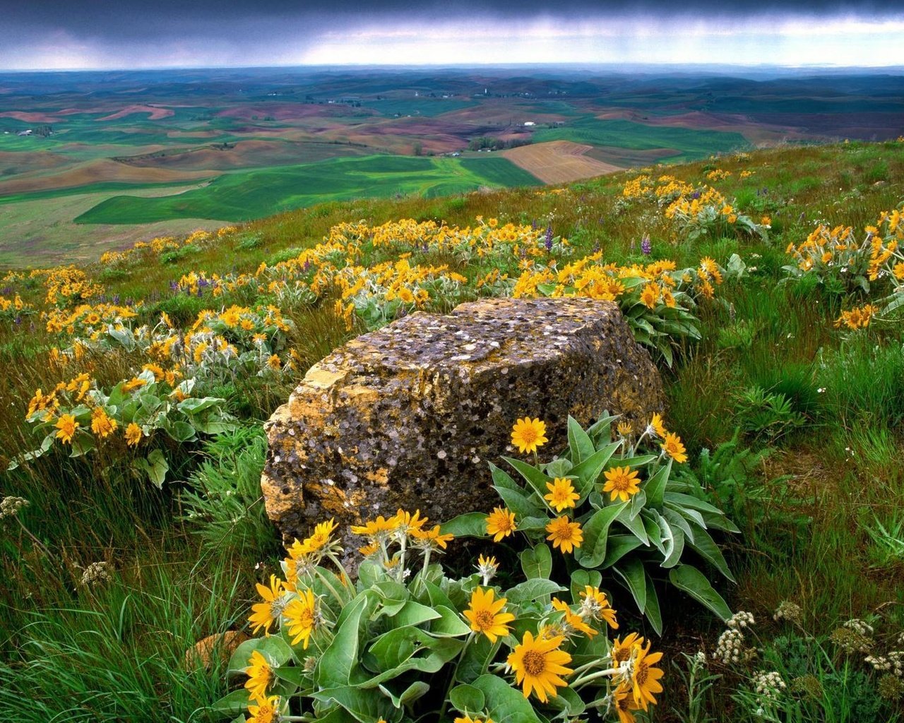 Обои цветы, трава, природа, склон, камень, долина, flowers, grass, nature, slope, stone, valley разрешение 1920x1200 Загрузить