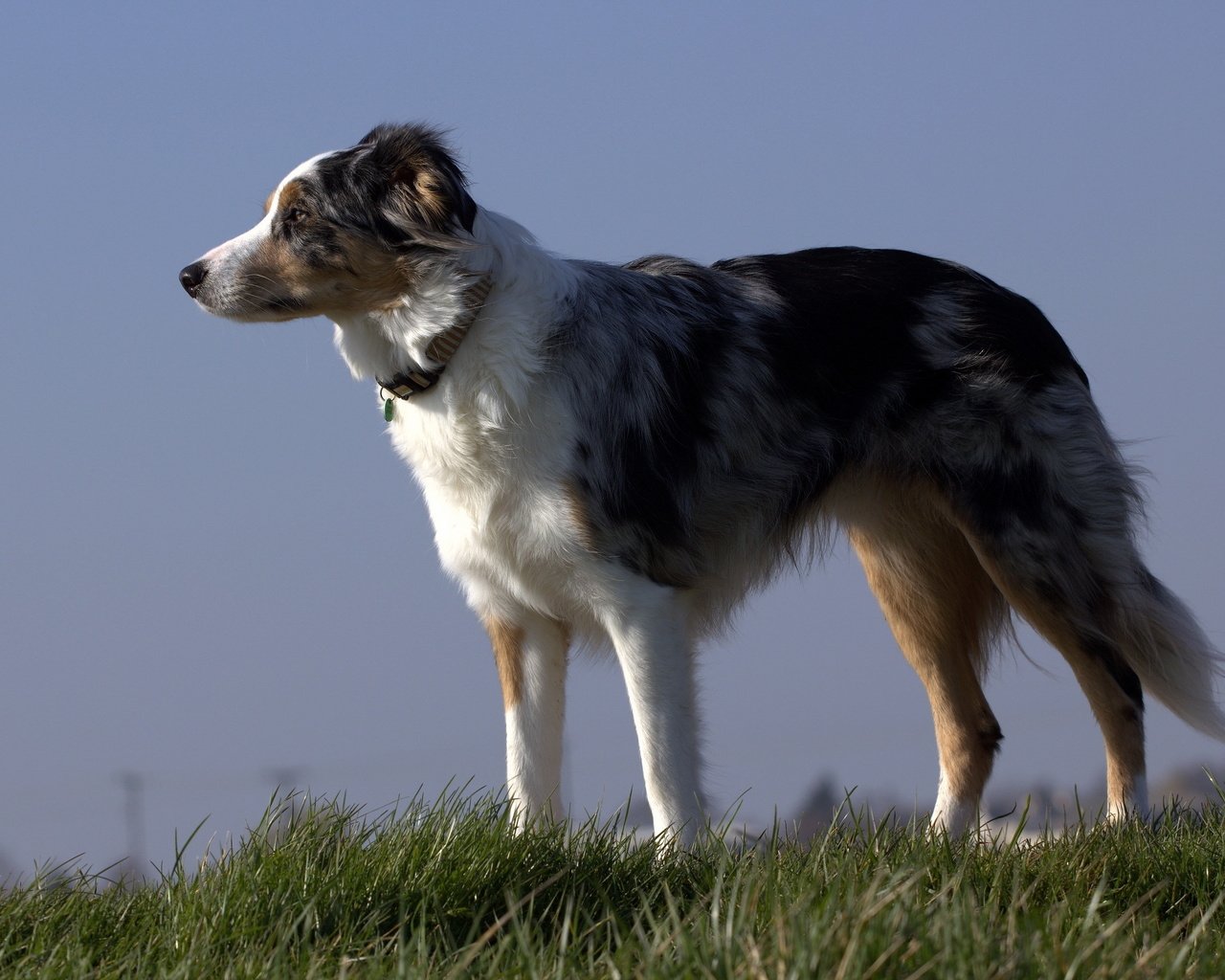 Обои природа, австралийская овчарка, nature, australian shepherd разрешение 2560x1600 Загрузить