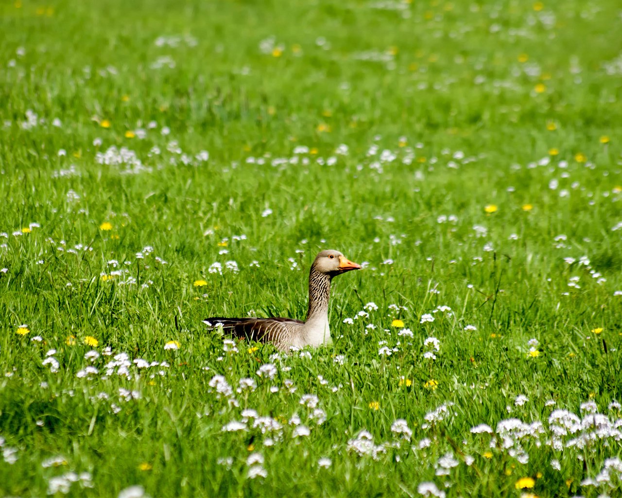 Обои цветы, трава, птица, утка, flowers, grass, bird, duck разрешение 1920x1200 Загрузить