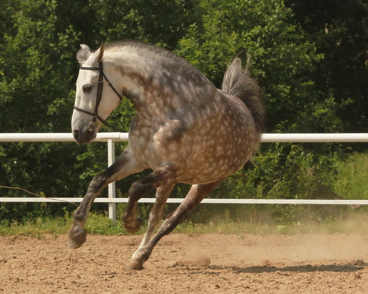 Обои лошадь, конь, грива, копыта, загон, лошадь.бег, horse, mane, hooves, corral, horse.running разрешение 2560x1600 Загрузить