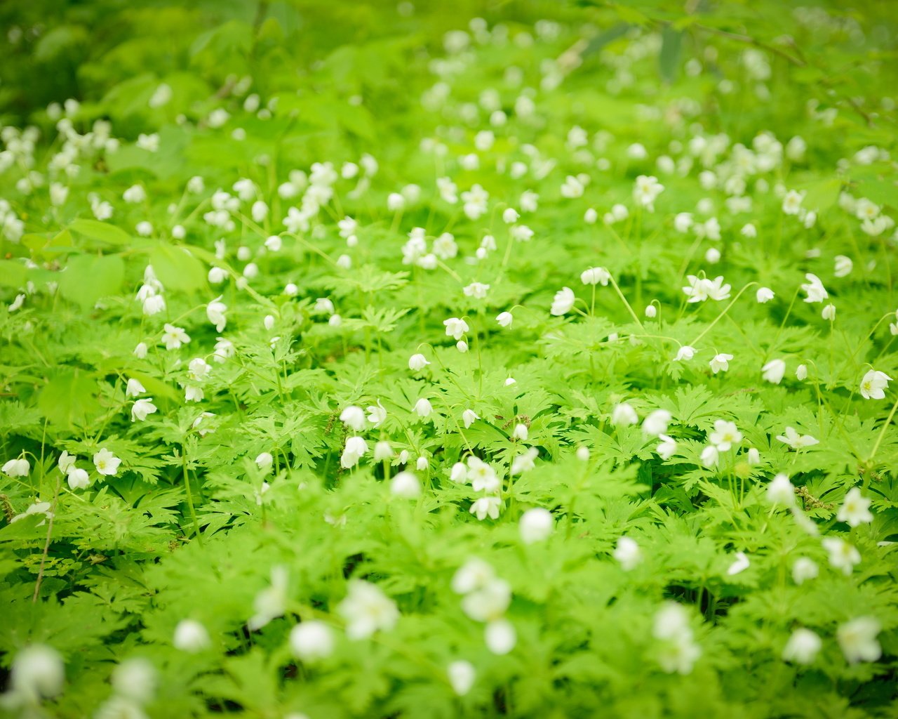 Обои цветы, белые, полевые, flowers, white, field разрешение 2560x1709 Загрузить