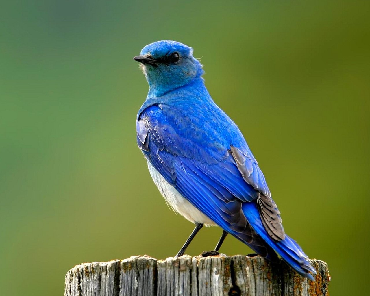 Обои птица, синяя, пенек, bird, blue, stump разрешение 1920x1080 Загрузить