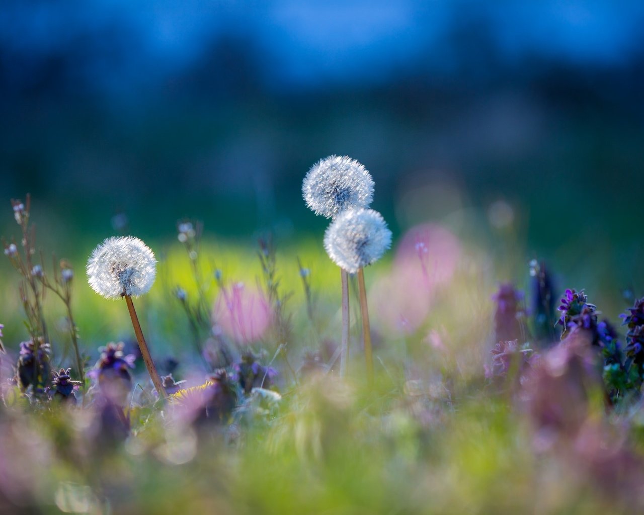 Обои цветы, трава, природа, макро, луг, одуванчики, flowers, grass, nature, macro, meadow, dandelions разрешение 2048x1365 Загрузить