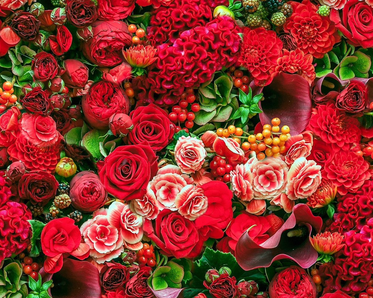 Обои цветы, розы, каллы, георгины, бегонии, flowers, roses, calla lilies, dahlias, begonias разрешение 4600x3453 Загрузить