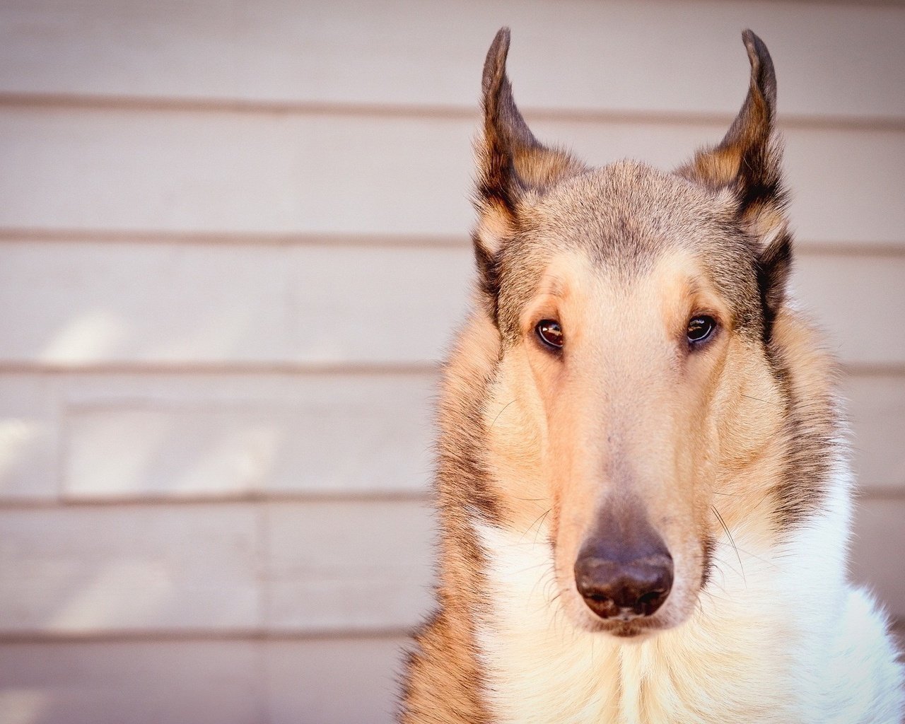 Обои взгляд, собака, друг, колли, короткошерстная, look, dog, each, collie, shorthair разрешение 1920x1280 Загрузить