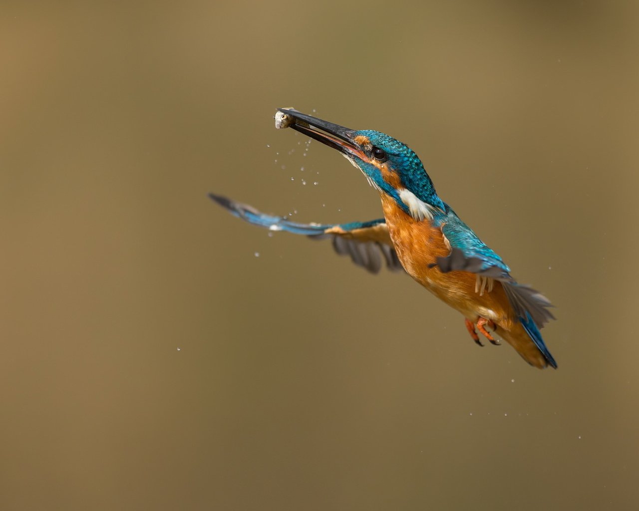 Обои полет, птицы, зимородок, улов.рыбка, flight, birds, kingfisher, catch.fish разрешение 2047x1350 Загрузить