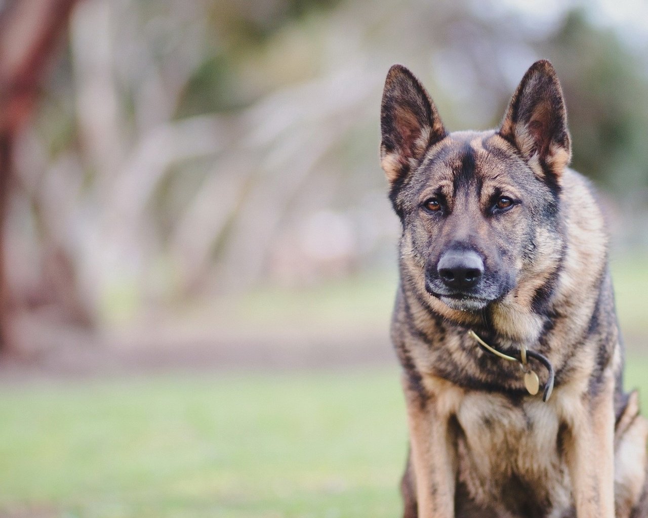 Обои фон, взгляд, собака, ошейник, немецкая овчарка, background, look, dog, collar, german shepherd разрешение 1920x1200 Загрузить