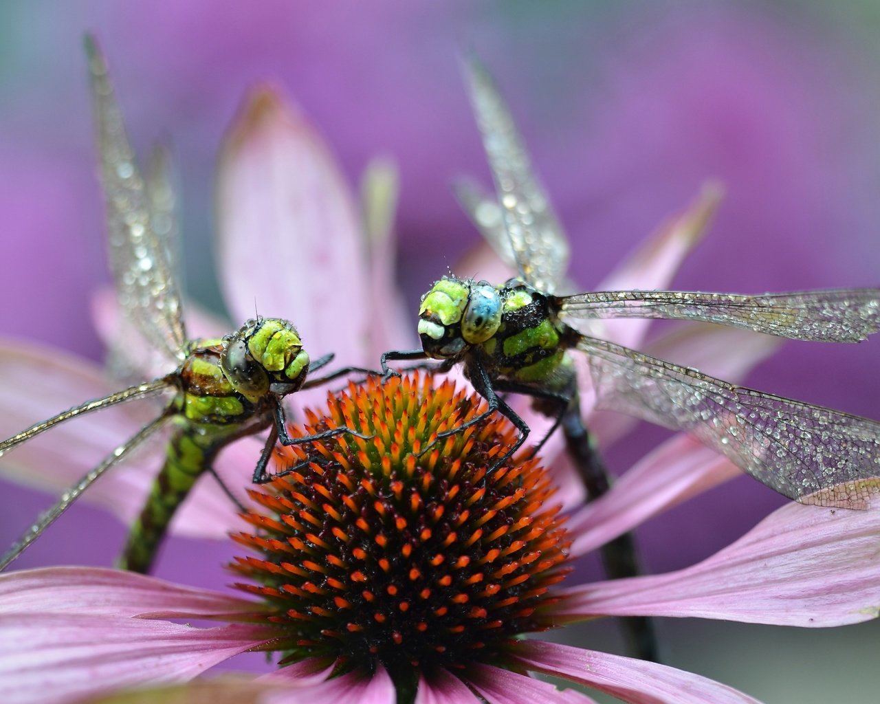 Обои макро, цветок, насекомые, стрекозы, macro, flower, insects, dragonflies разрешение 3879x2372 Загрузить