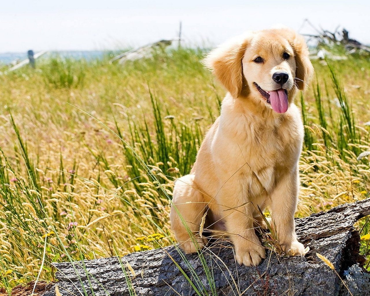 Обои трава, природа, поле, собака, щенок, язык, золотистый ретривер, grass, nature, field, dog, puppy, language, golden retriever разрешение 1920x1200 Загрузить