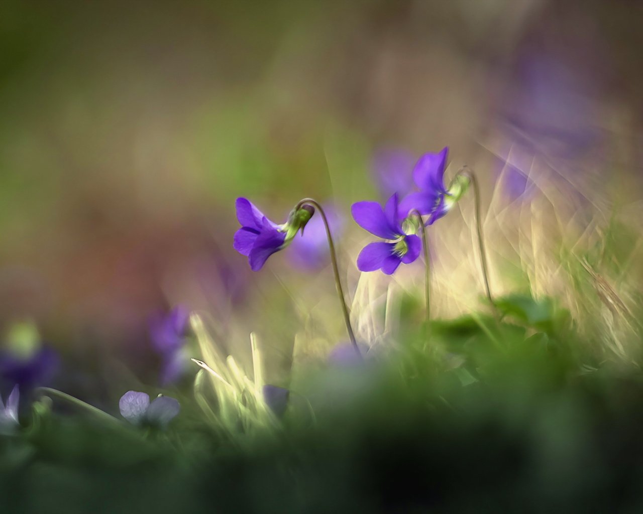 Обои цветы, трава, природа, размытость, луг, фиалка, flowers, grass, nature, blur, meadow, violet разрешение 2560x1663 Загрузить