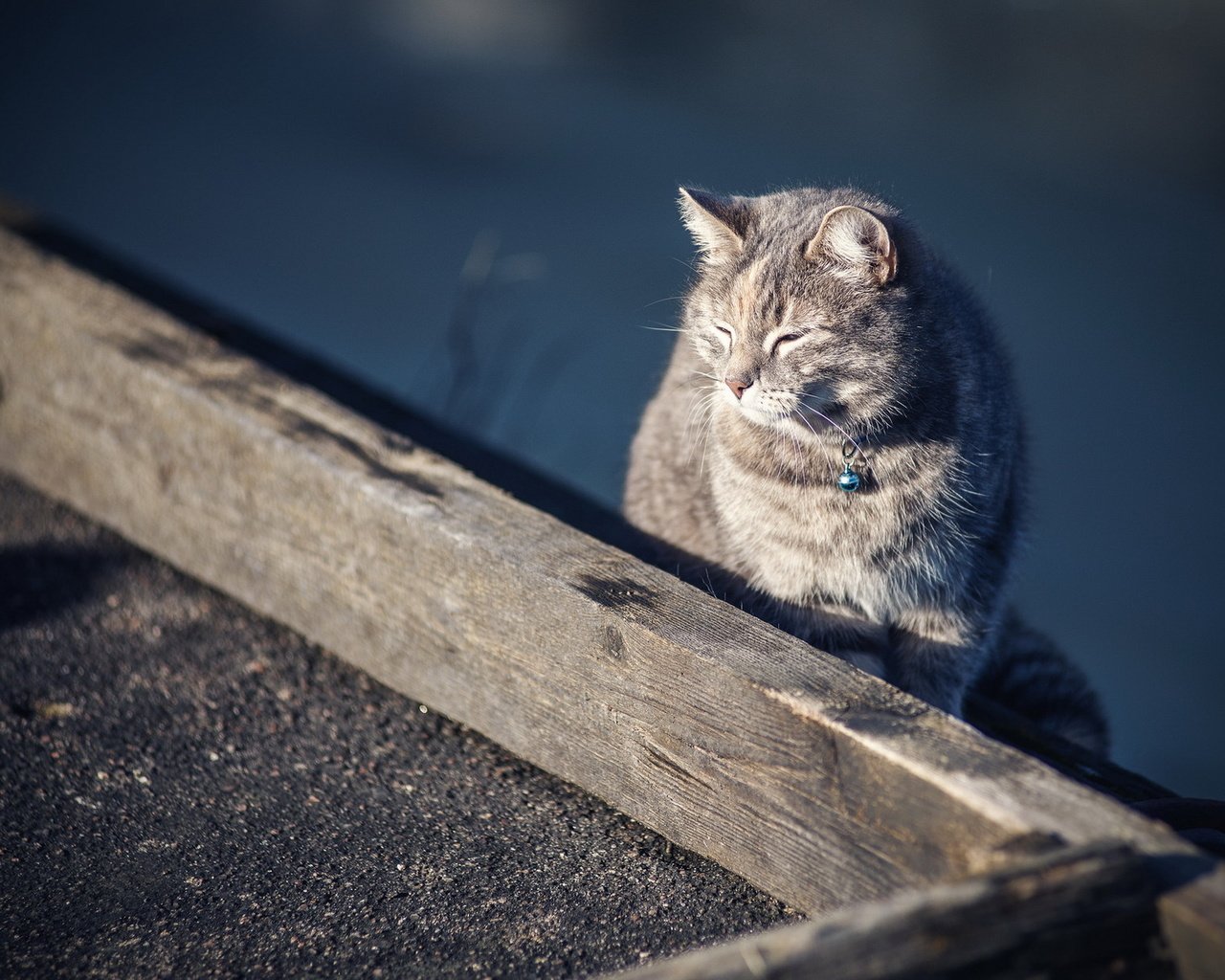 Обои кот, кошка, ошейник, cat, collar разрешение 1920x1200 Загрузить