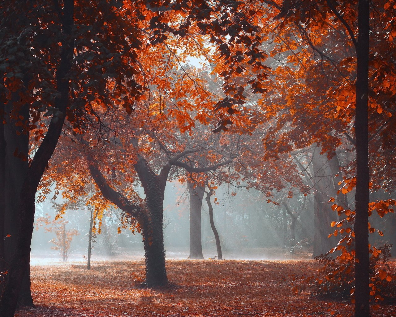 Обои деревья, листья, парк, осень, trees, leaves, park, autumn разрешение 1920x1265 Загрузить