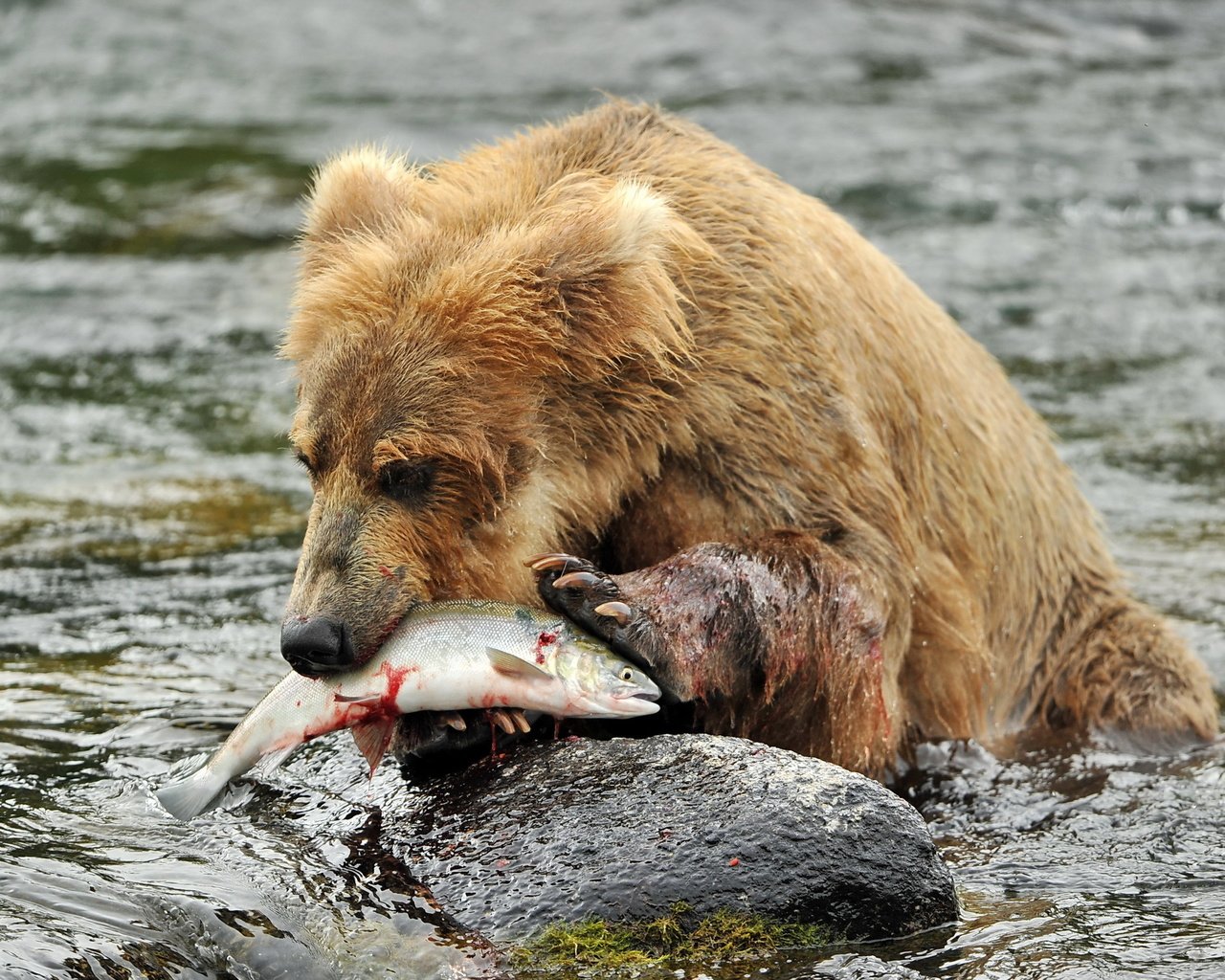 Обои река, медведь, камень, рыба, бурый медведь, в воде, river, bear, stone, fish, brown bear, in the water разрешение 2560x1600 Загрузить