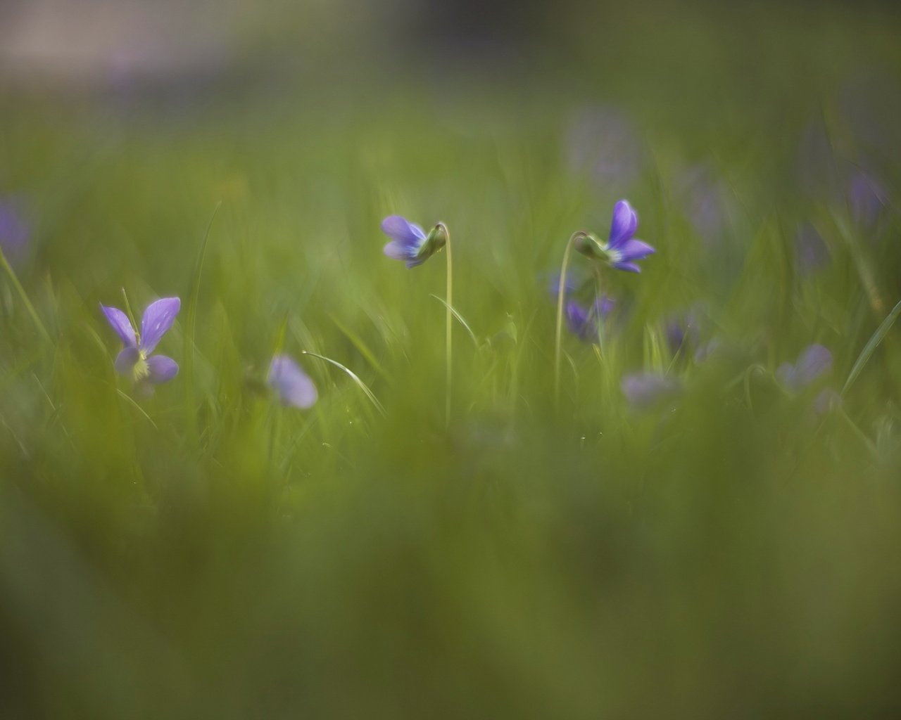 Обои цветы, трава, природа, луг, фиалка, flowers, grass, nature, meadow, violet разрешение 2560x1659 Загрузить