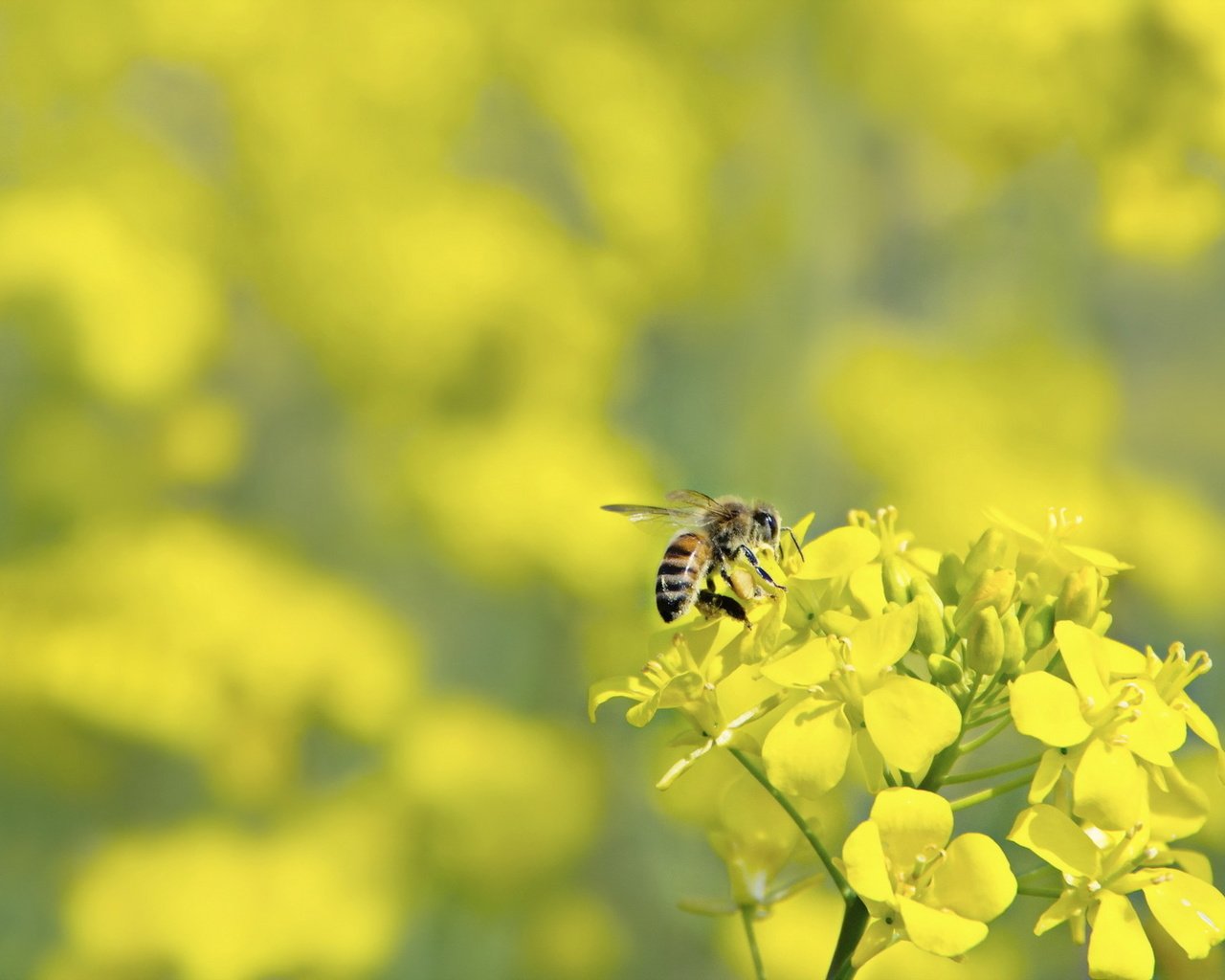 Обои макро, цветок, насекомые, пчела, оса, macro, flower, insects, bee, osa разрешение 1920x1200 Загрузить