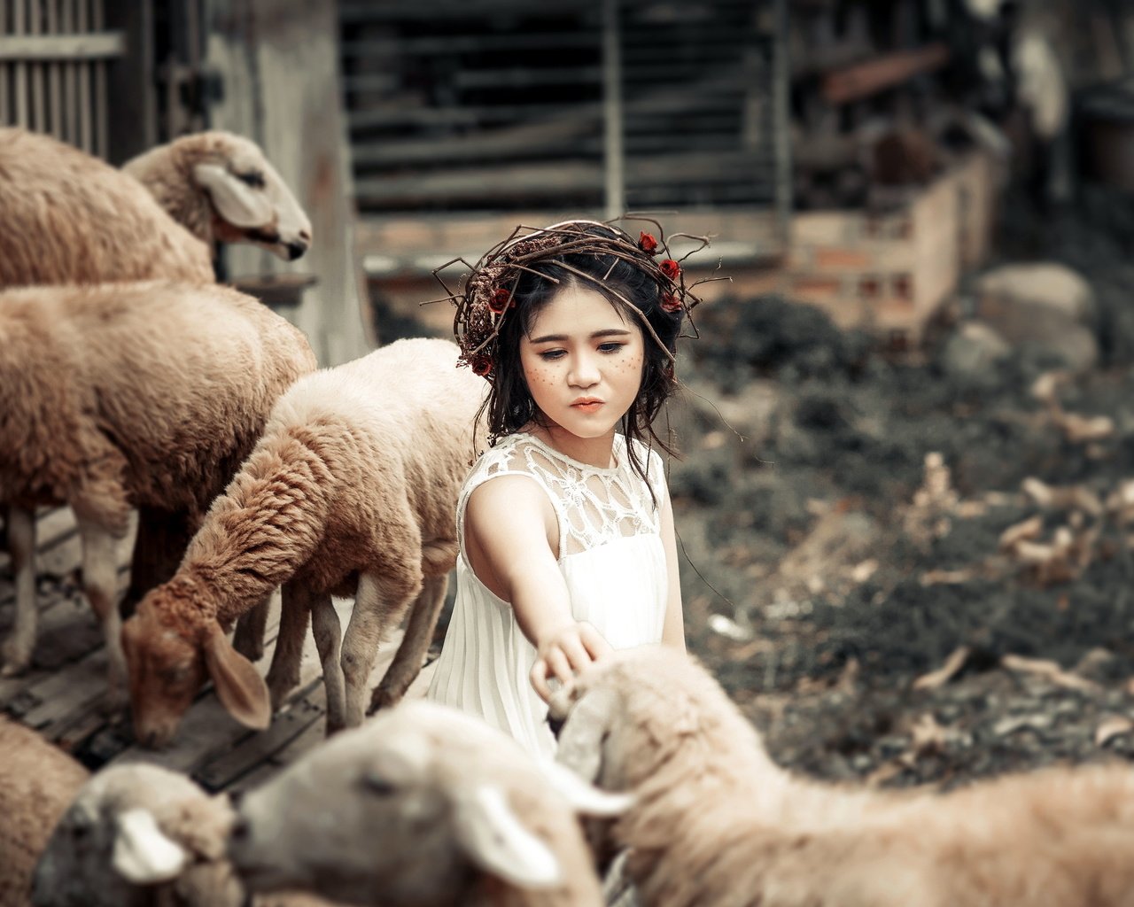 Обои животные, дети, девочка, забота, овцы, венок, animals, children, girl, care, sheep, wreath разрешение 3681x2318 Загрузить