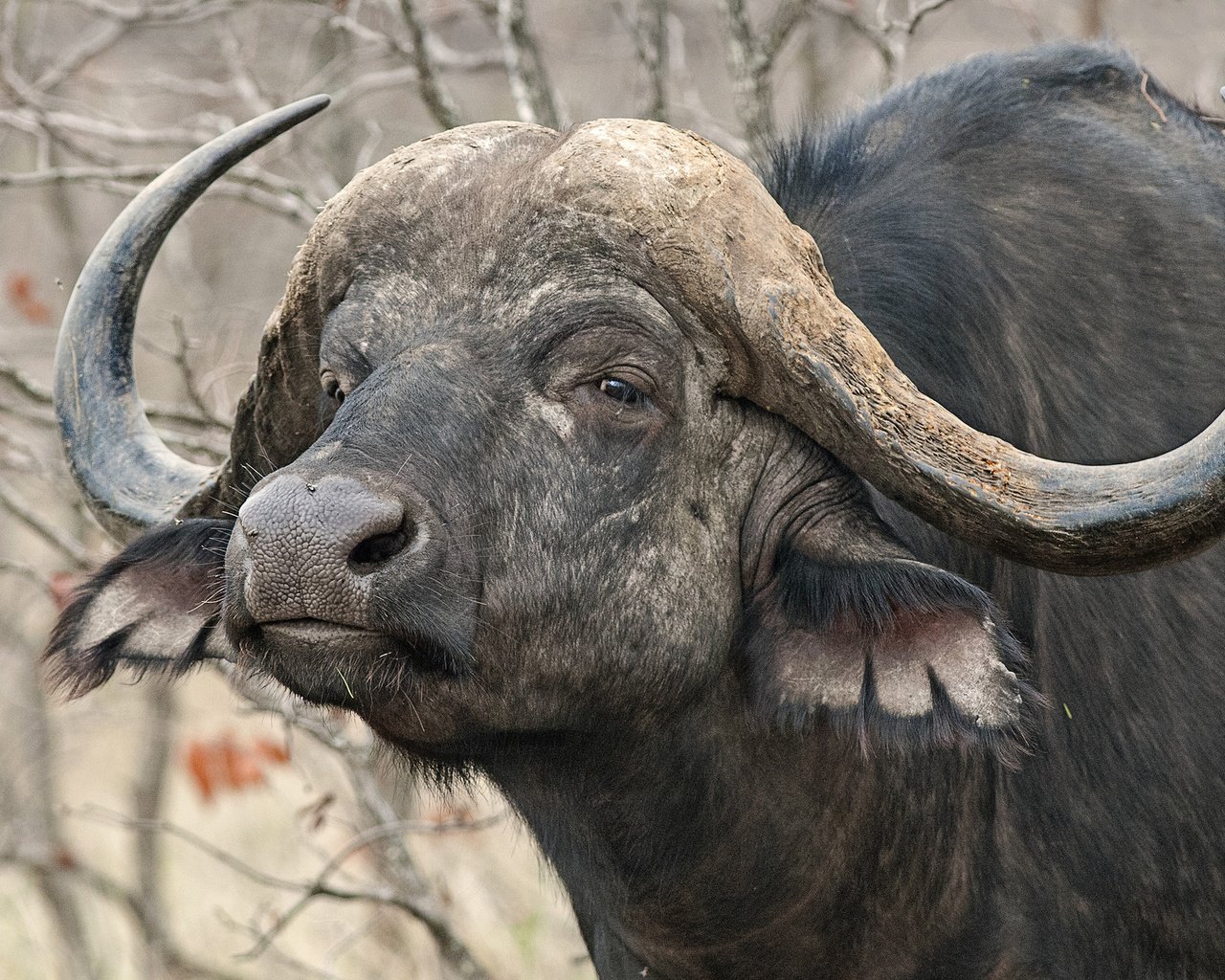 Обои природа, рога, африканский, буйвол, nature, horns, african, buffalo разрешение 2048x1224 Загрузить