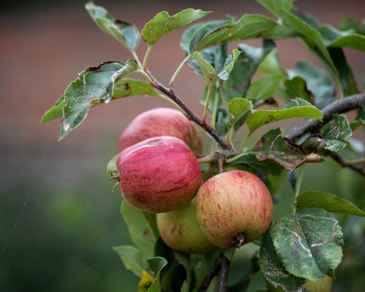 Обои природа, листья, ветки, яблоки, яблоня, nature, leaves, branches, apples, apple разрешение 2560x1600 Загрузить