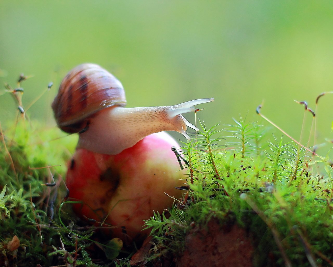 Обои природа, макро, мох, яблоко, улитка, nature, macro, moss, apple, snail разрешение 2560x1440 Загрузить